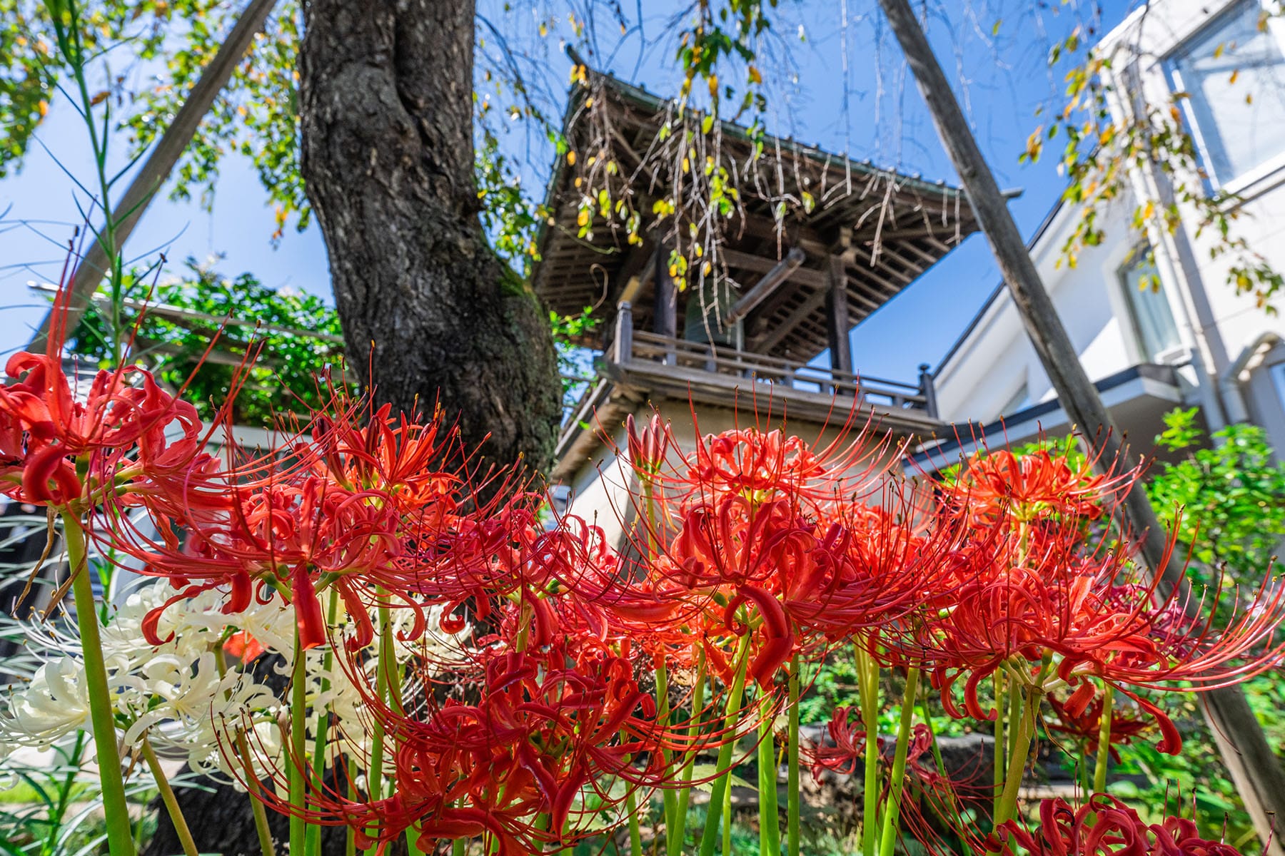 秩父札所 第１３番【旗下山・慈眼寺】 | フォトさいたま