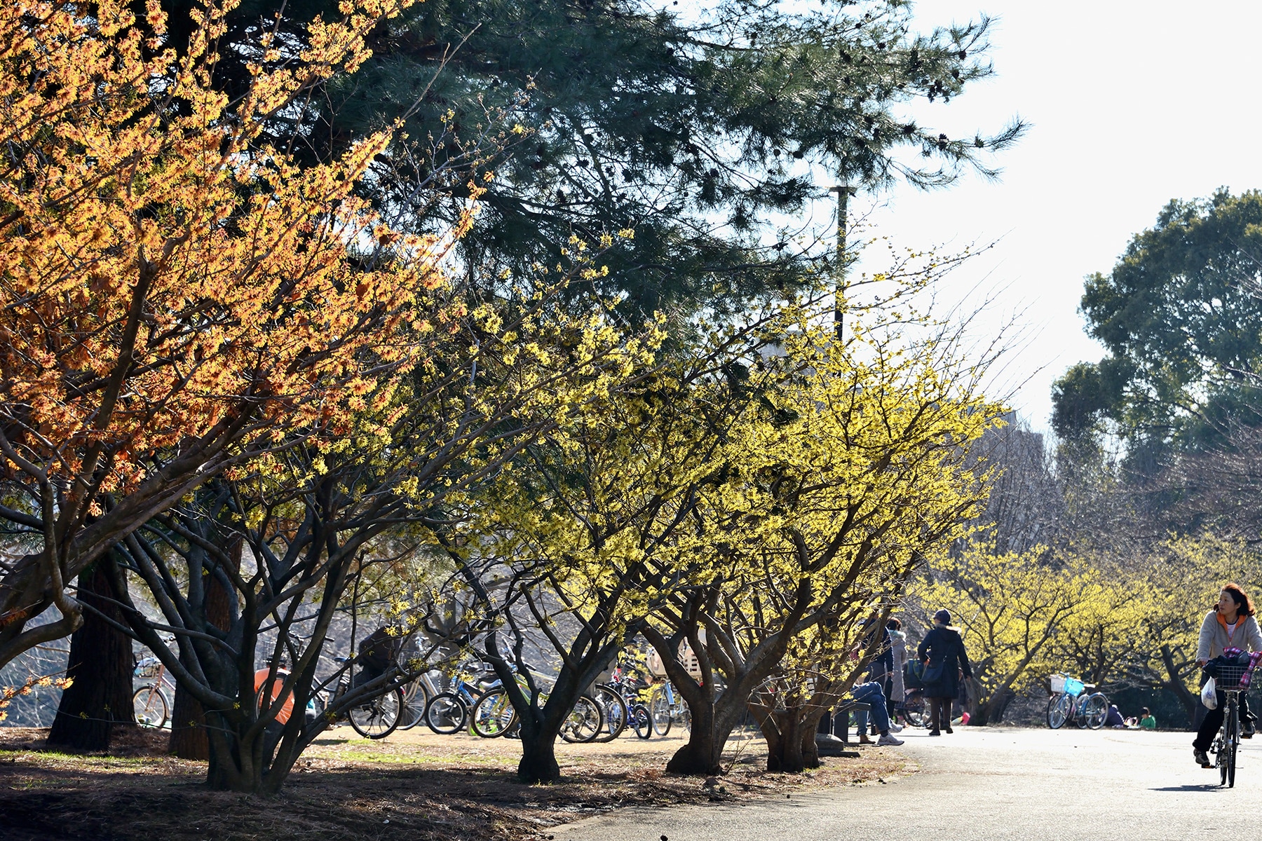 早春のマンサク 和光樹林公園