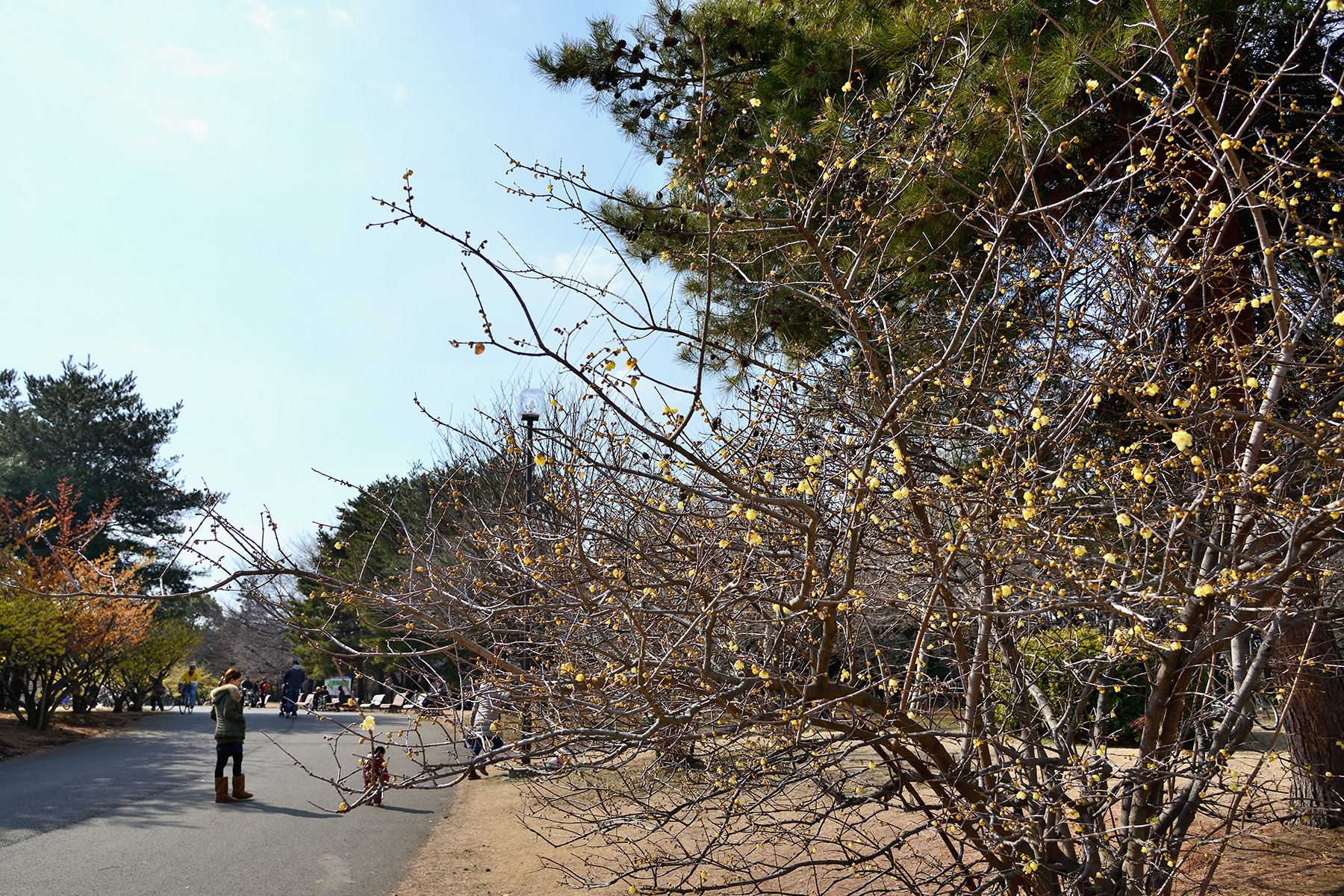 早春のマンサク 和光樹林公園