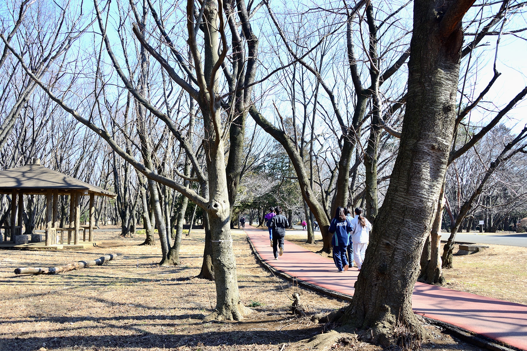 早春のマンサク 和光樹林公園