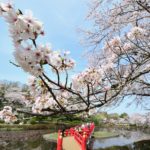 岩槻城跡公園桜まつり 　岩槻城跡公園