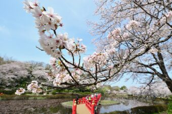 岩槻城跡公園桜まつり