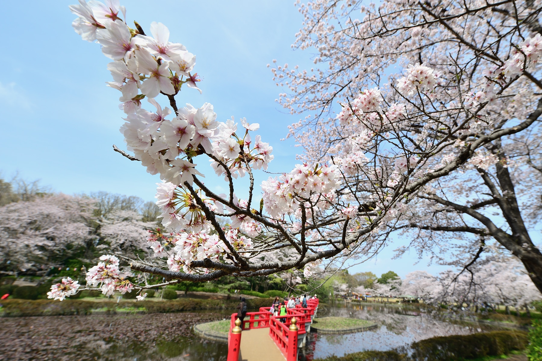 岩槻城跡公園桜まつり 　岩槻城跡公園