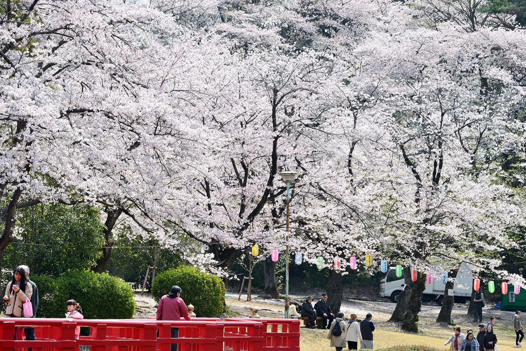 岩槻城跡公園桜まつり 　岩槻城跡公園