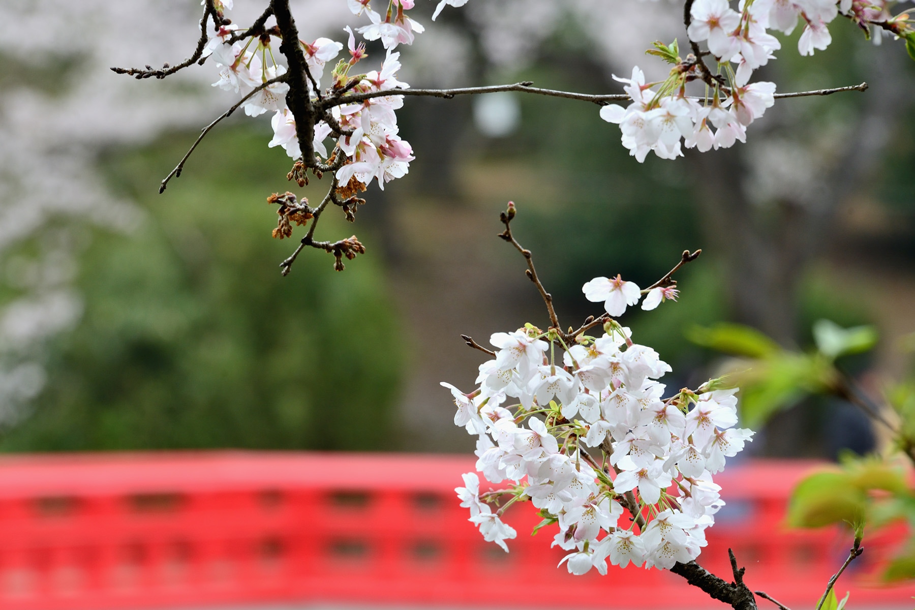 岩槻城跡公園桜まつり 　岩槻城跡公園