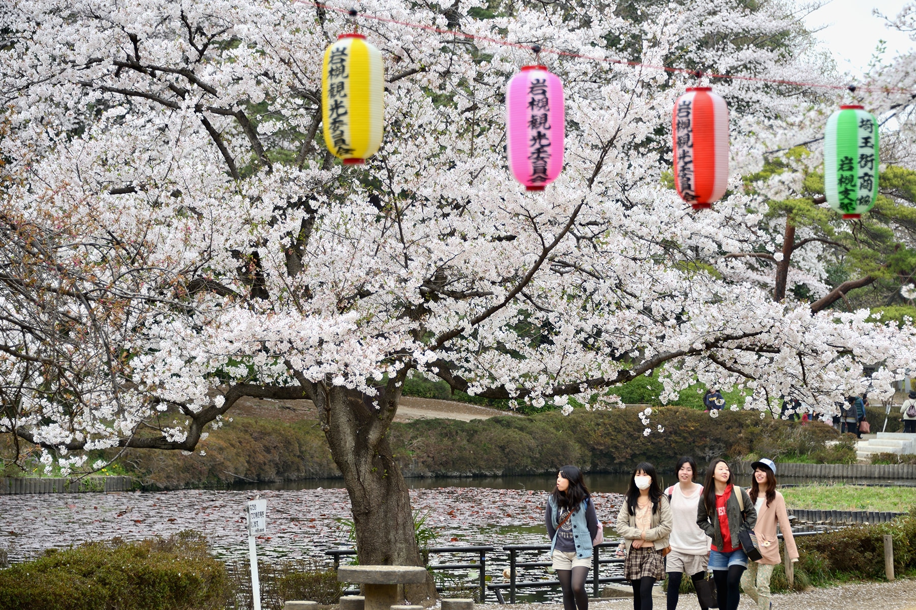 岩槻城跡公園桜まつり 　岩槻城跡公園