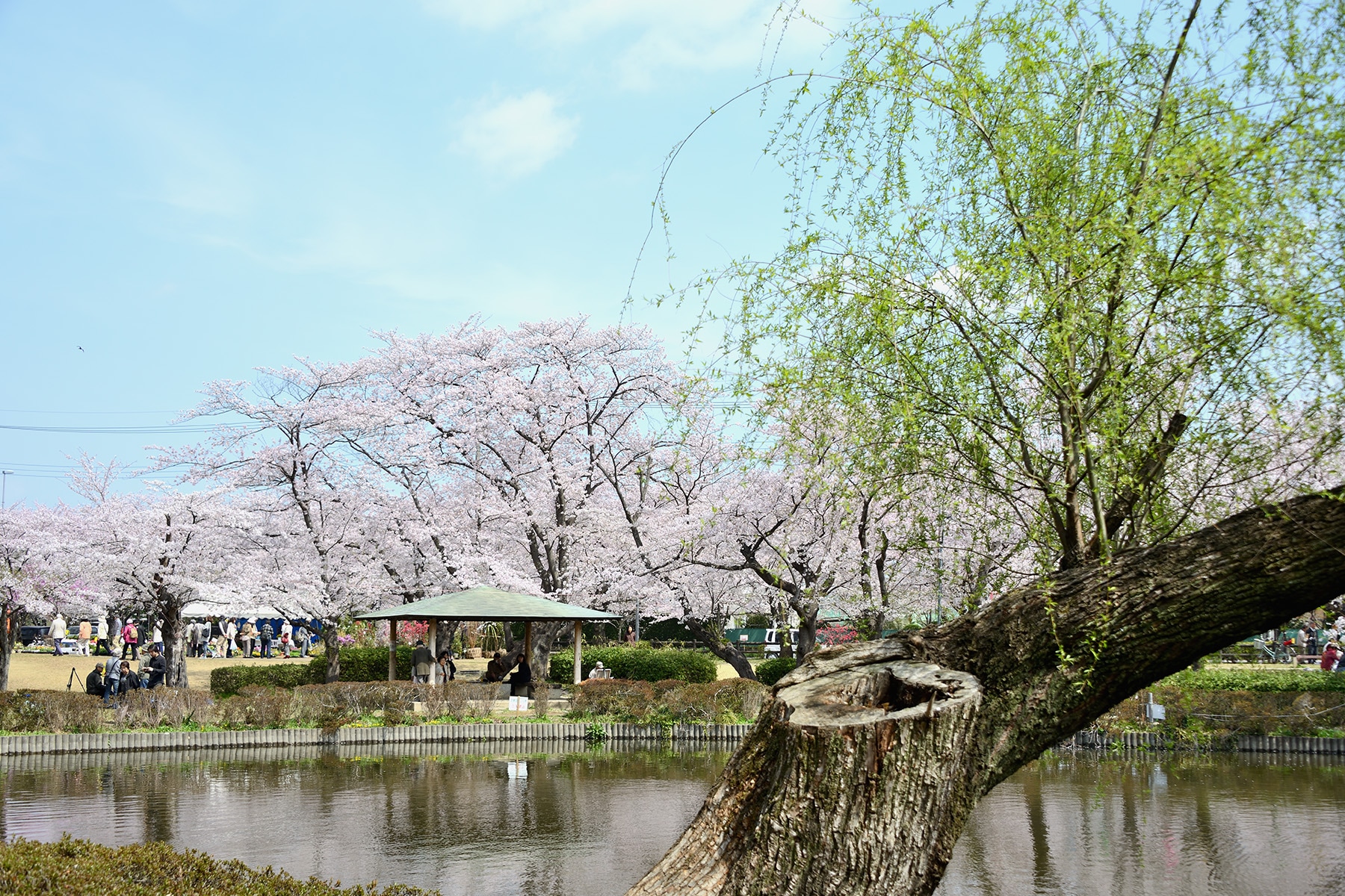 岩槻城跡公園桜まつり 　岩槻城跡公園