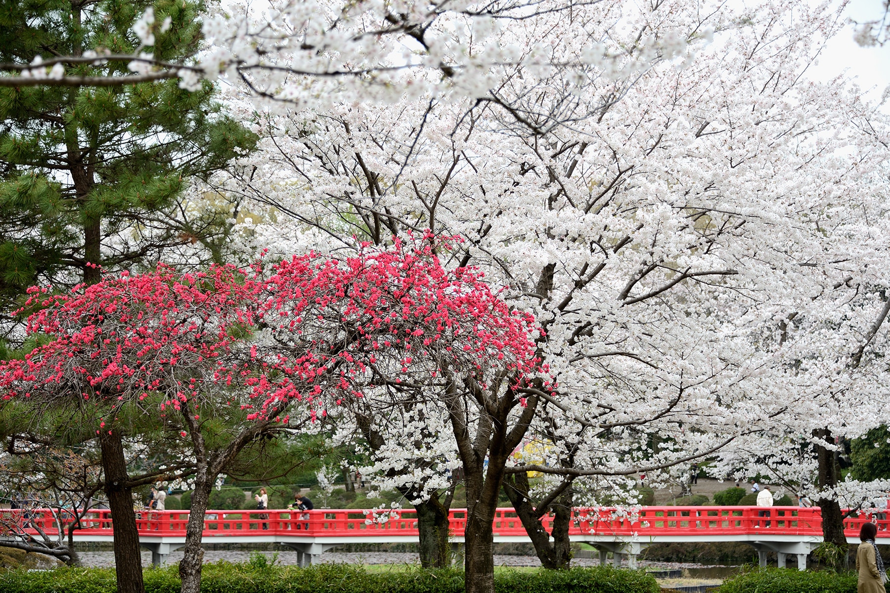 岩槻城跡公園桜まつり 　岩槻城跡公園