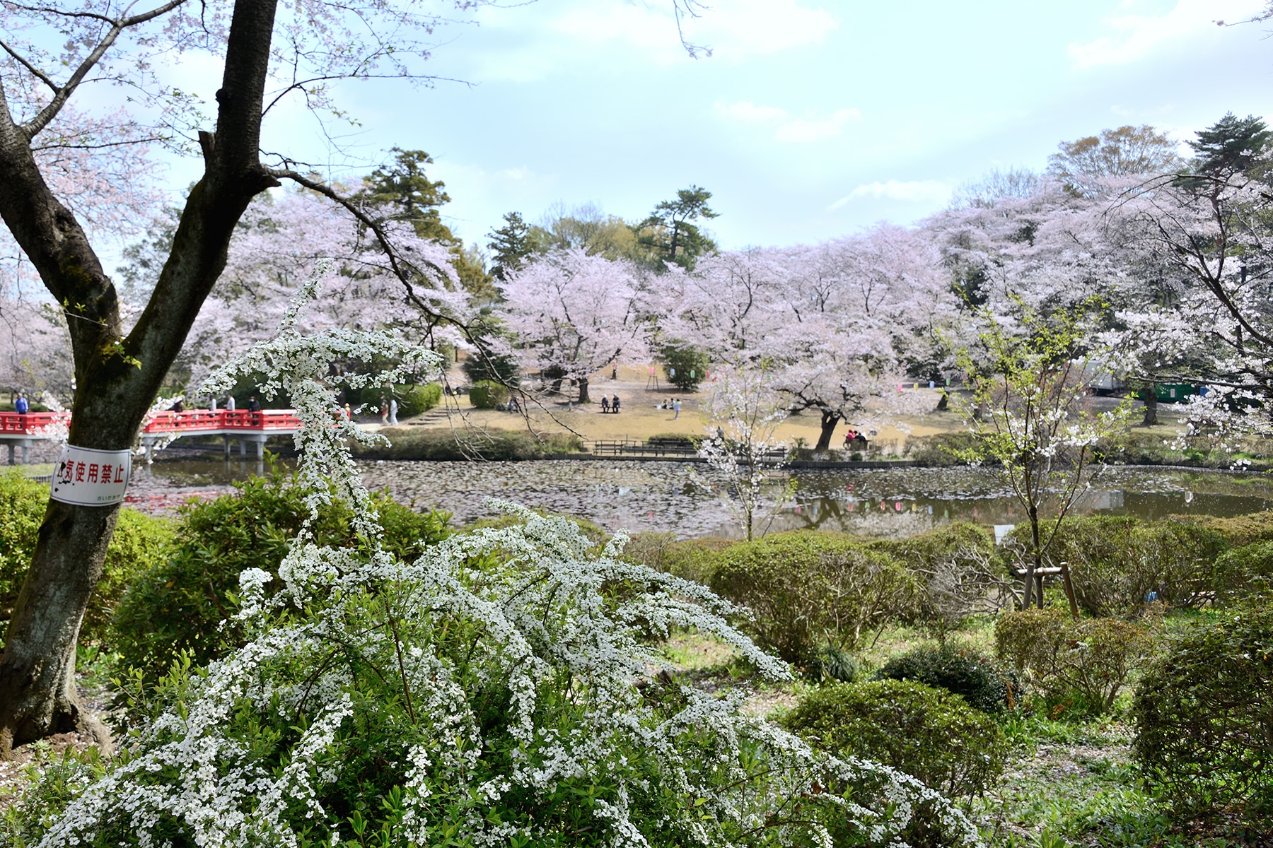 岩槻城跡公園桜まつり 　岩槻城跡公園