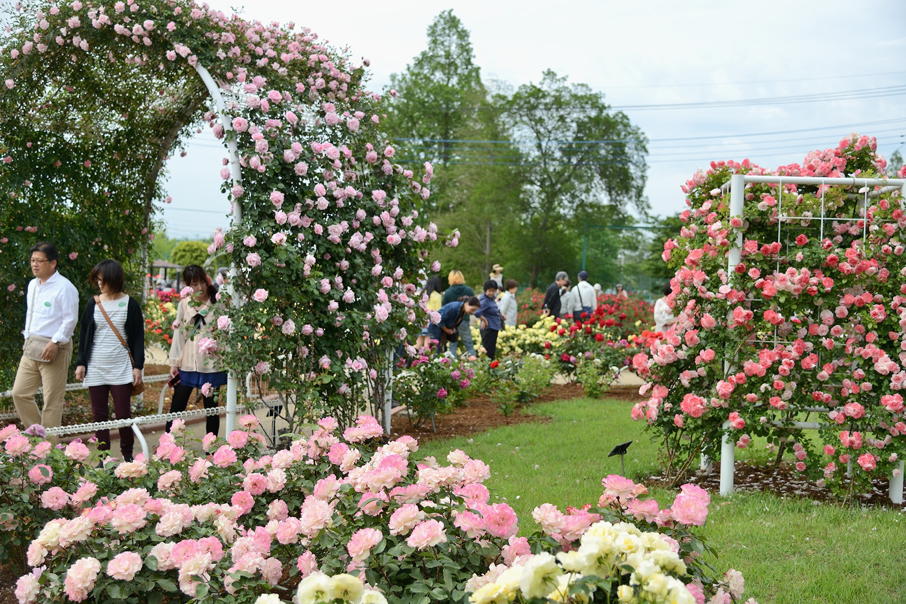 伊奈町バラまつり 　伊奈町制施行記念公園