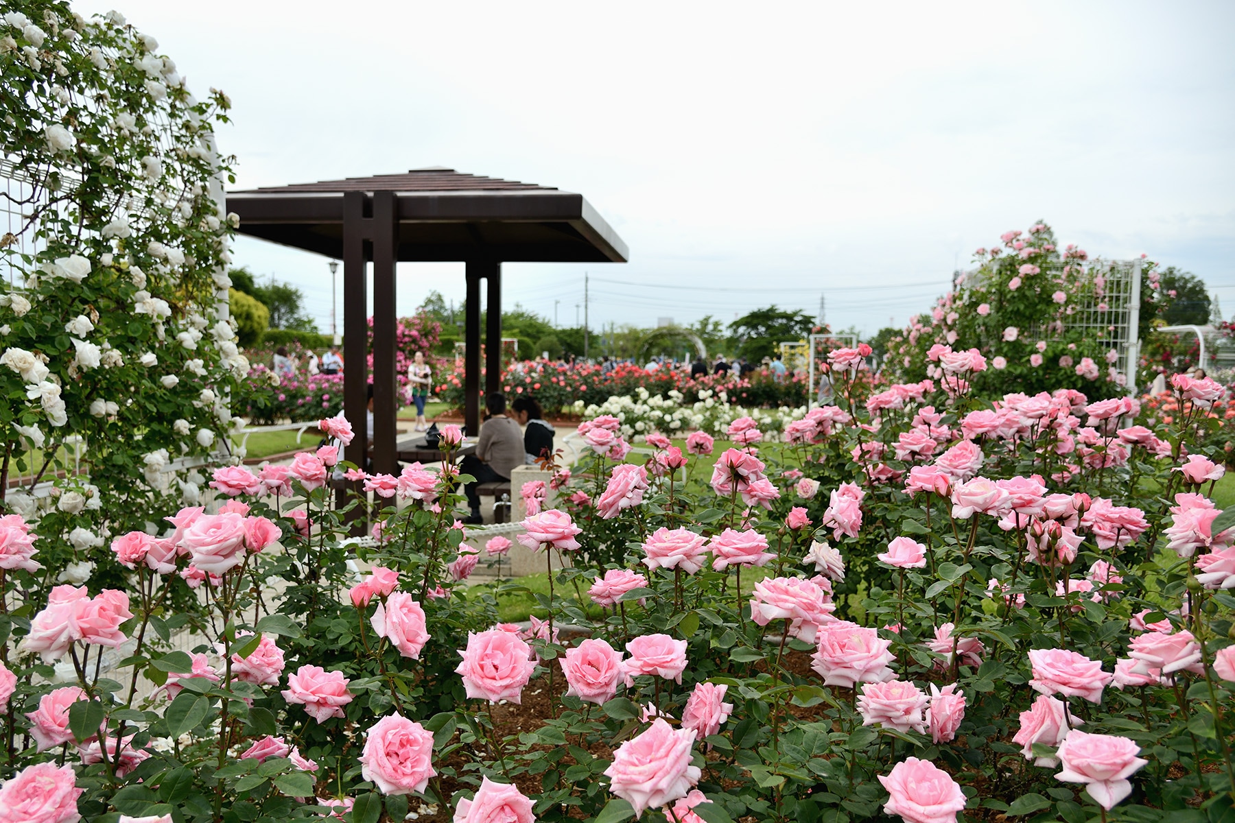 伊奈町バラまつり 　伊奈町制施行記念公園