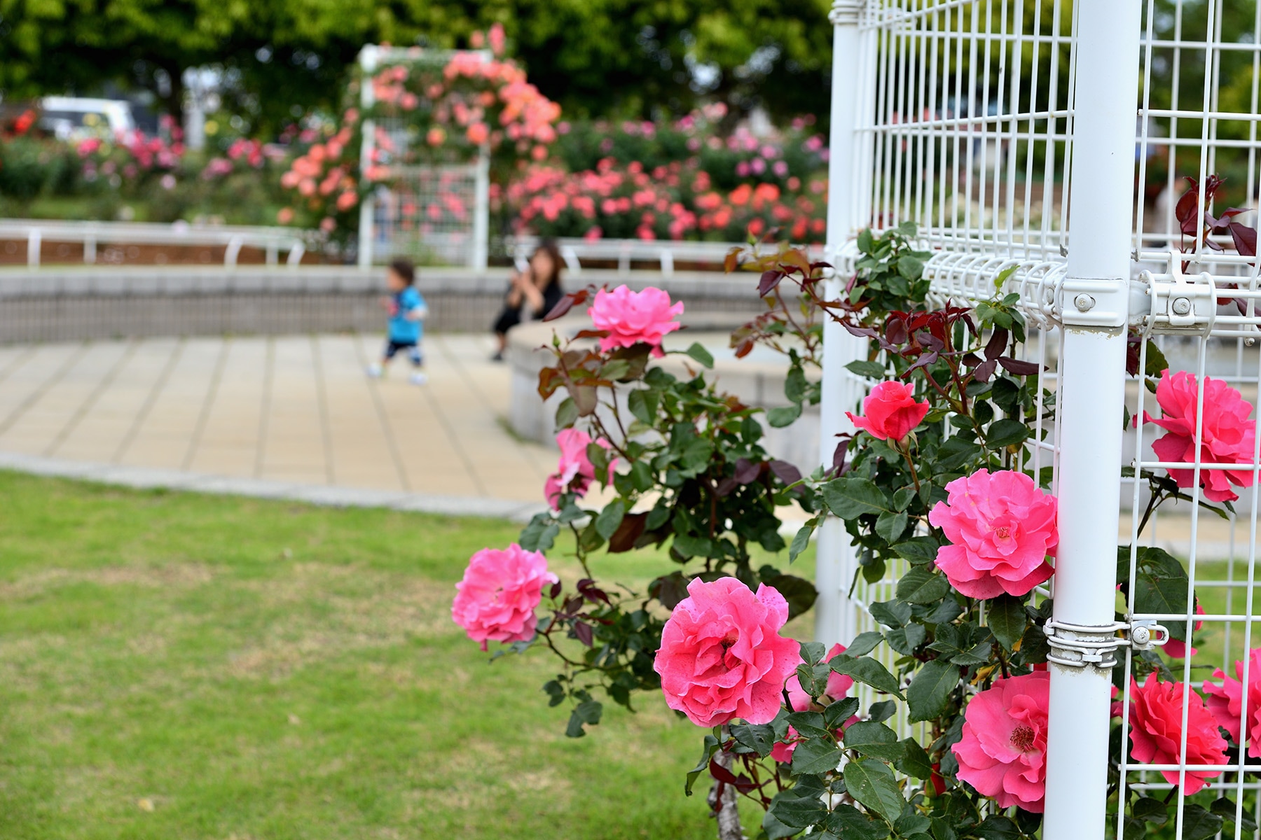 伊奈町バラまつり 　伊奈町制施行記念公園