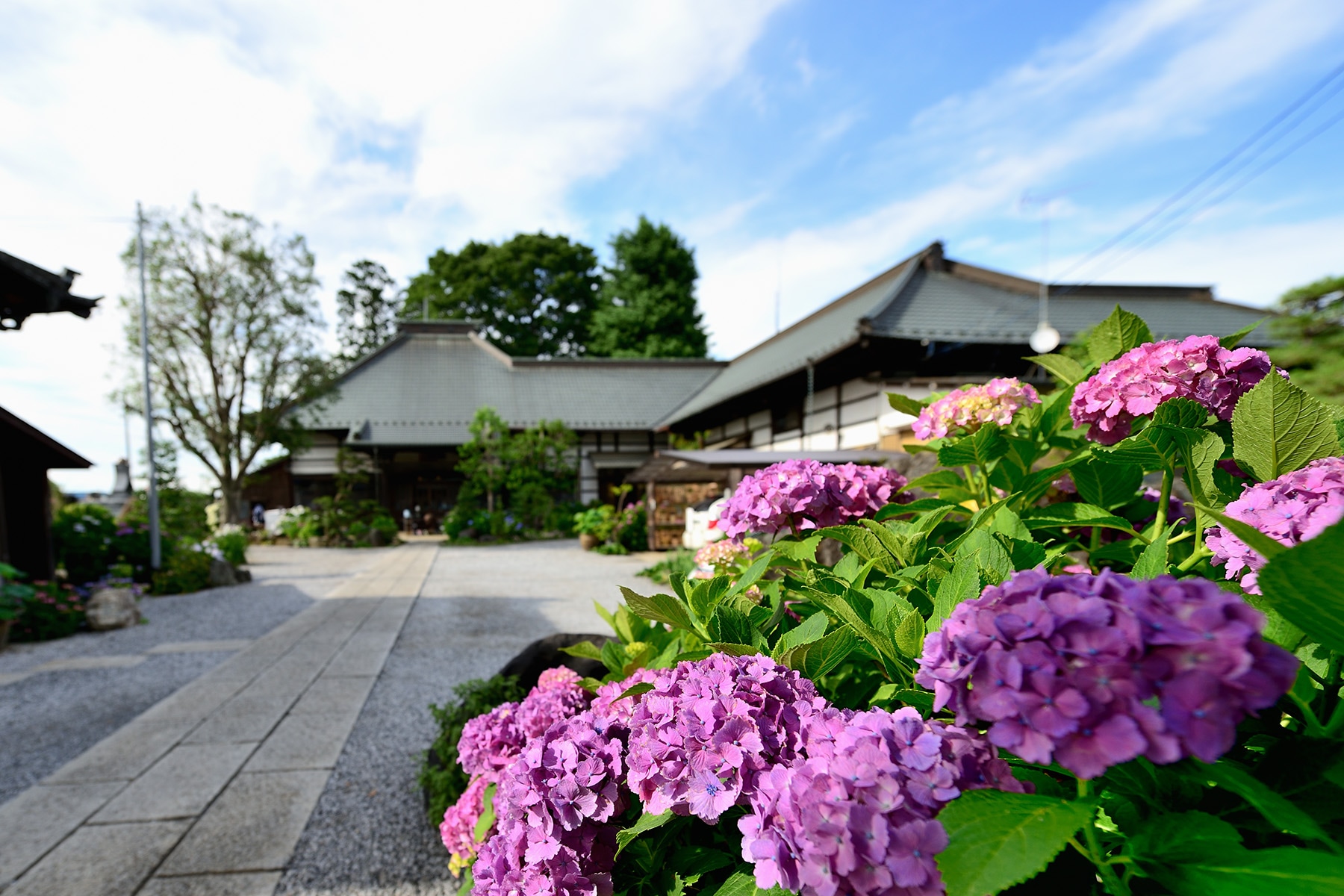 保安寺のアジサイ