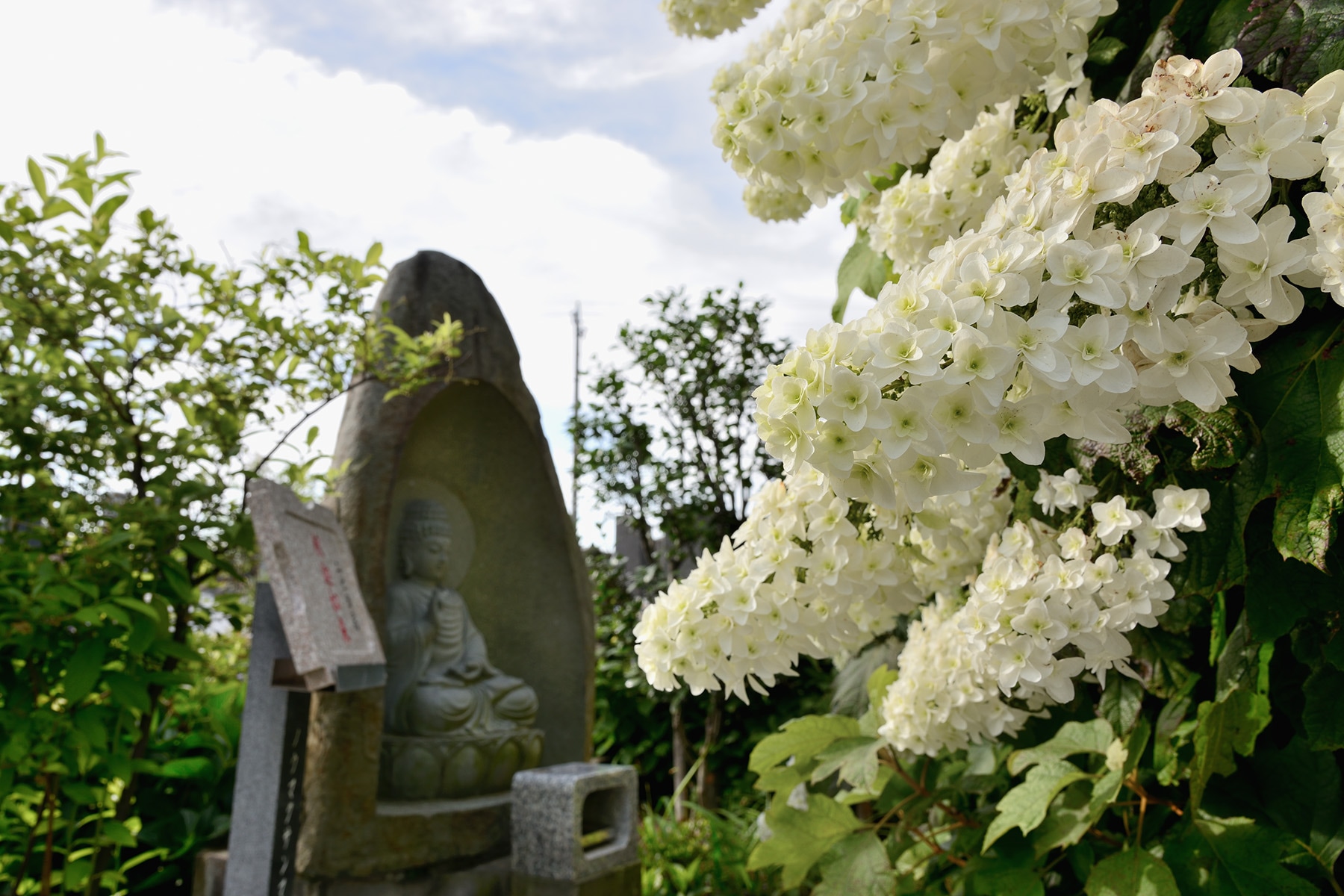 保安寺のアジサイ