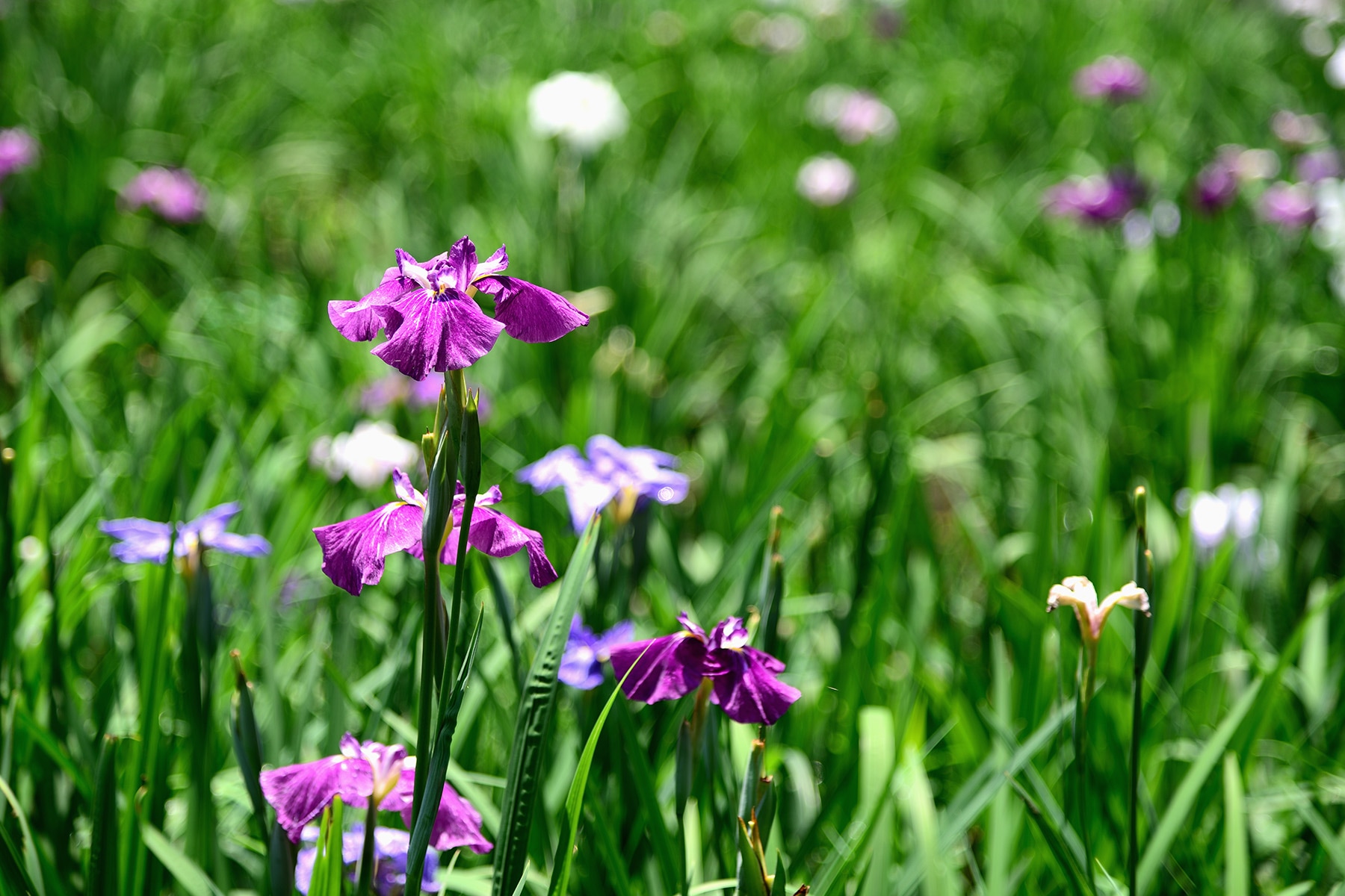 智光山公園花菖蒲まつり