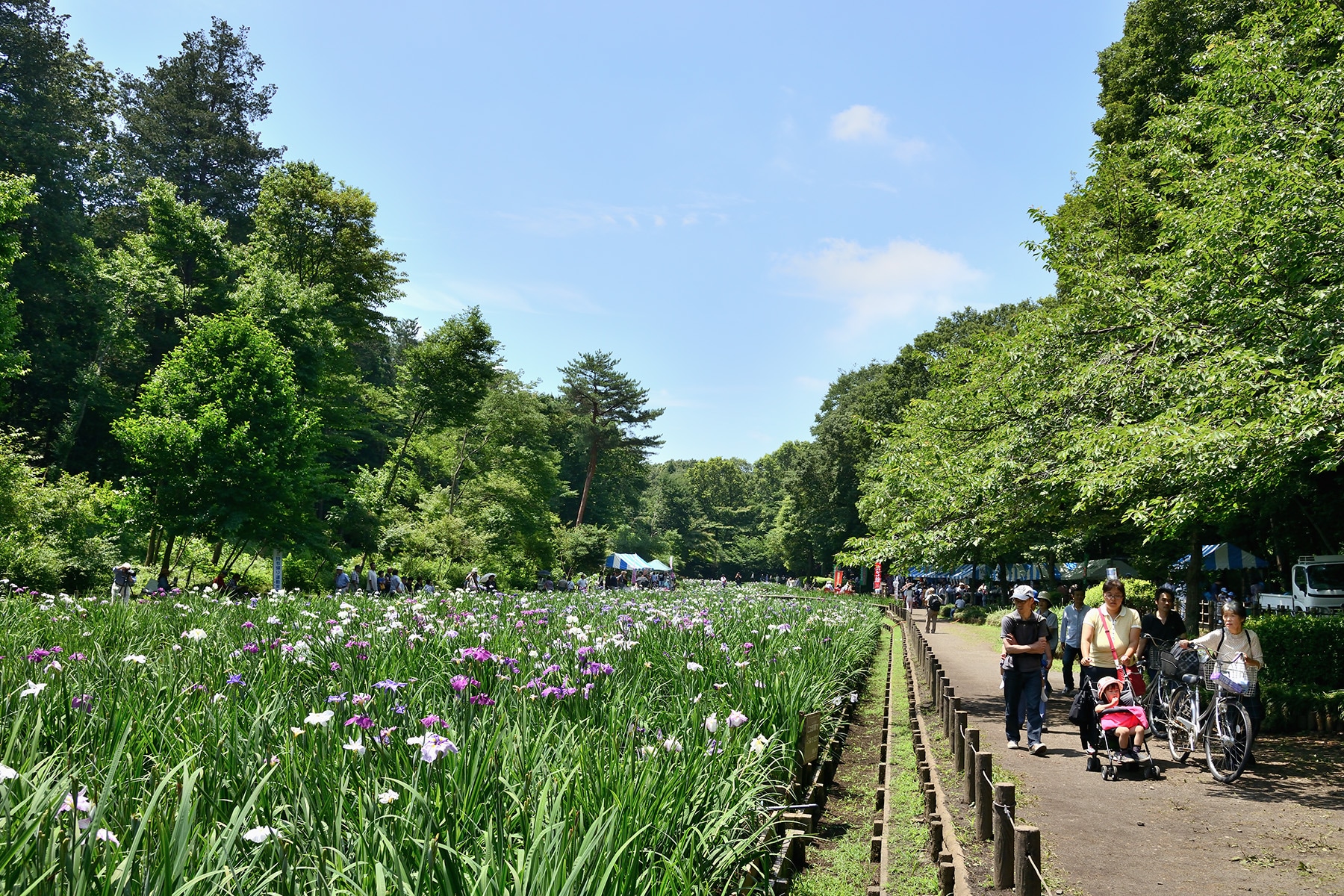 智光山公園花菖蒲まつり