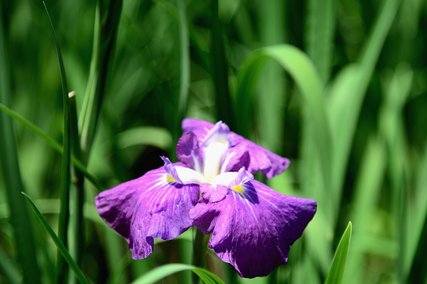 智光山公園花菖蒲まつり