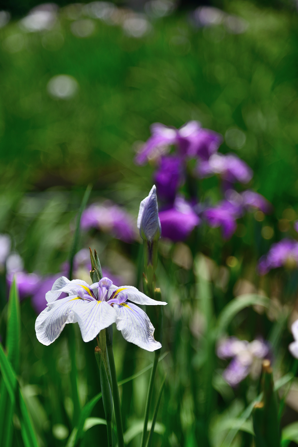 智光山公園花菖蒲まつり