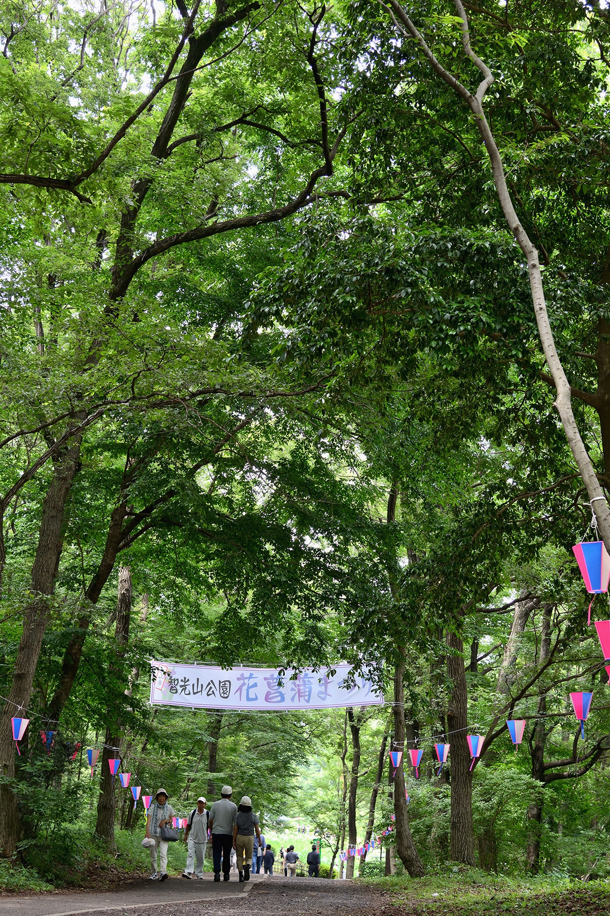 智光山公園花菖蒲まつり