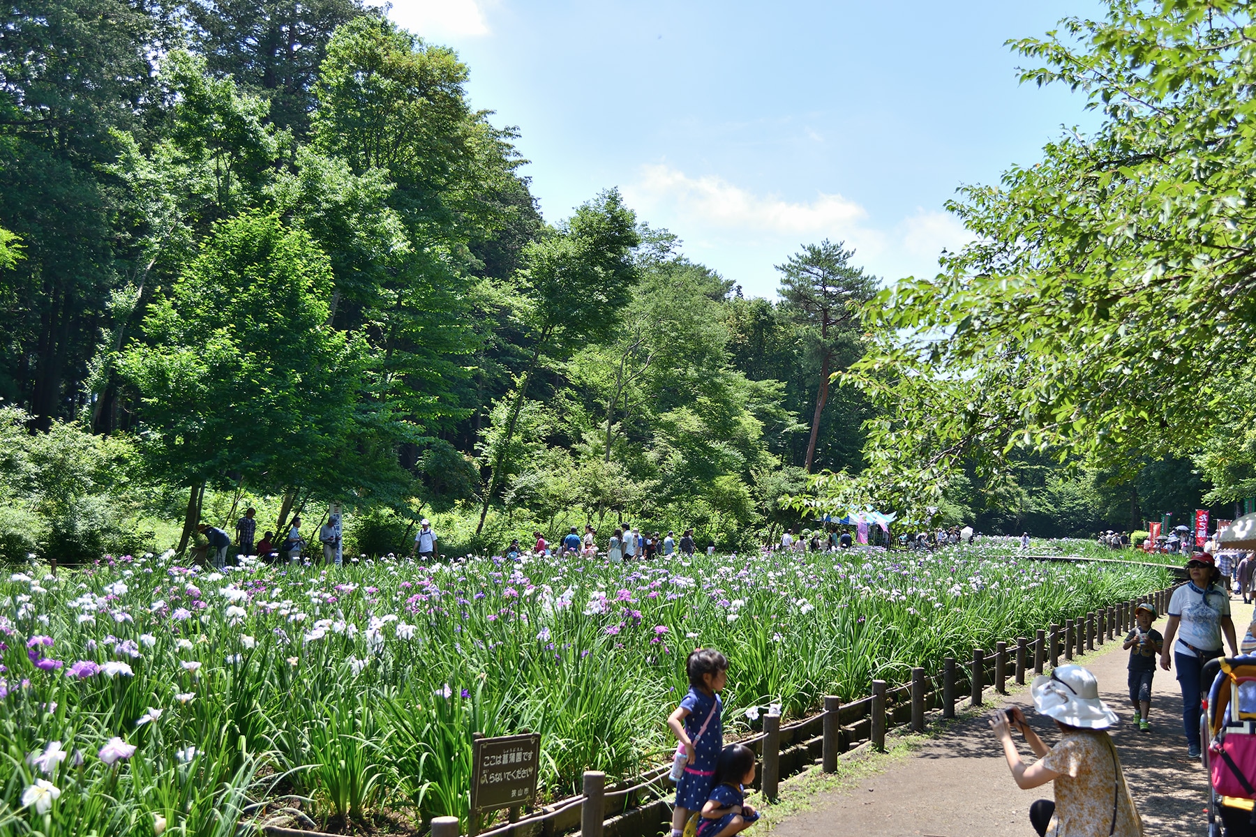 智光山公園花菖蒲まつり