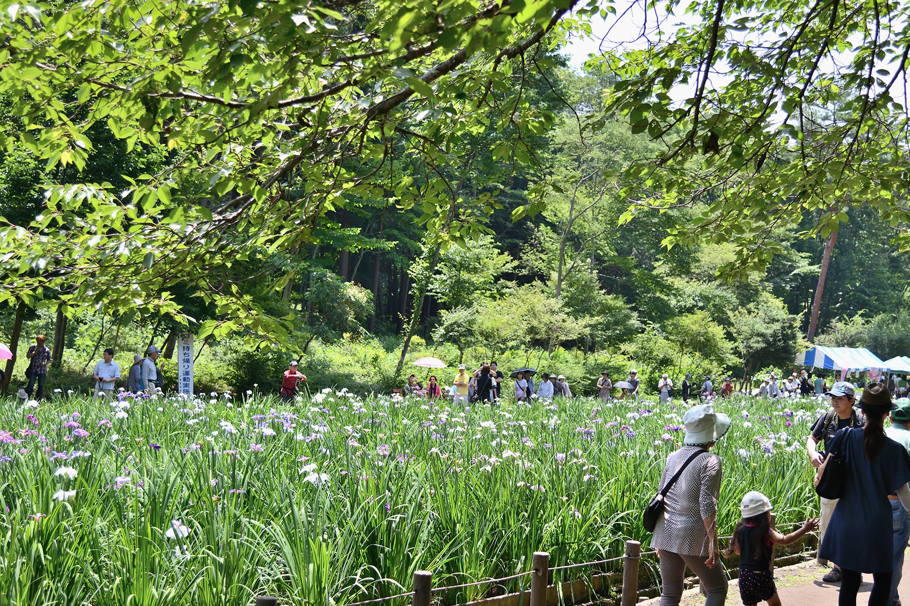 智光山公園花菖蒲まつり