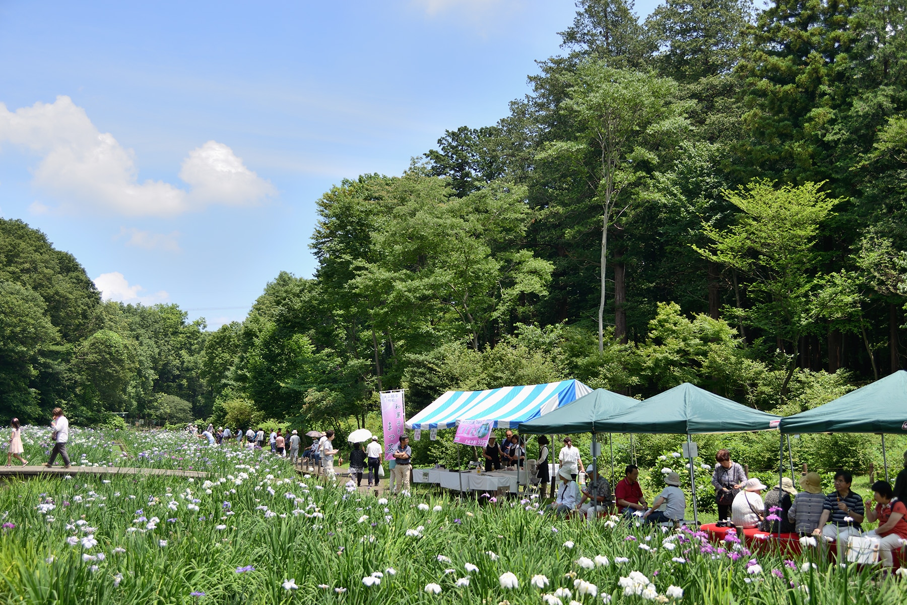 智光山公園花菖蒲まつり