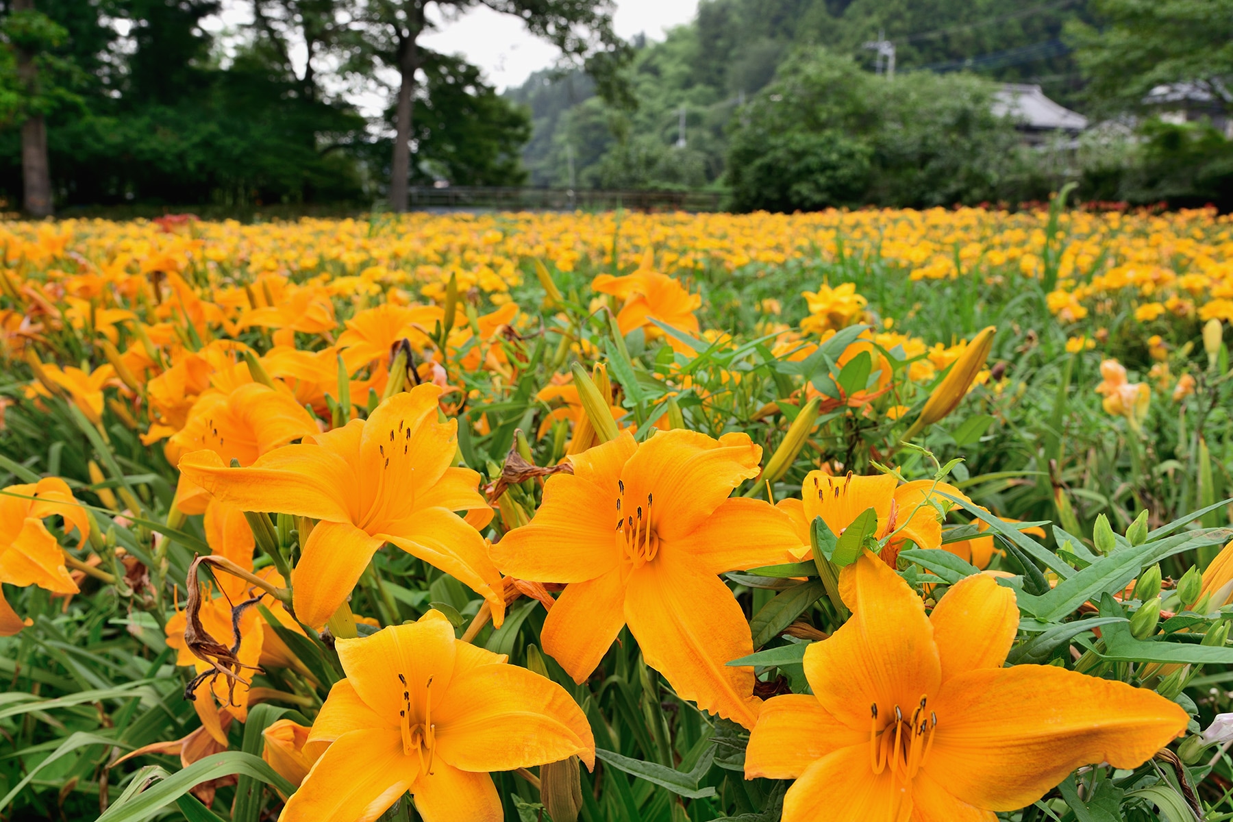 皆野町でヘメロカリス開花 金沢出牛へメロカリス畑