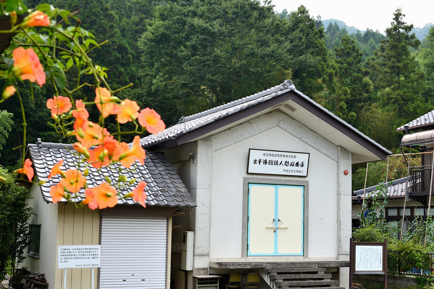 皆野町でヘメロカリス開花 金沢出牛へメロカリス畑