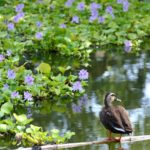 水城公園ホテイアオイ 行田市水城公園