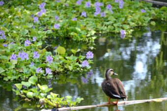 水城公園ホテイアオイ