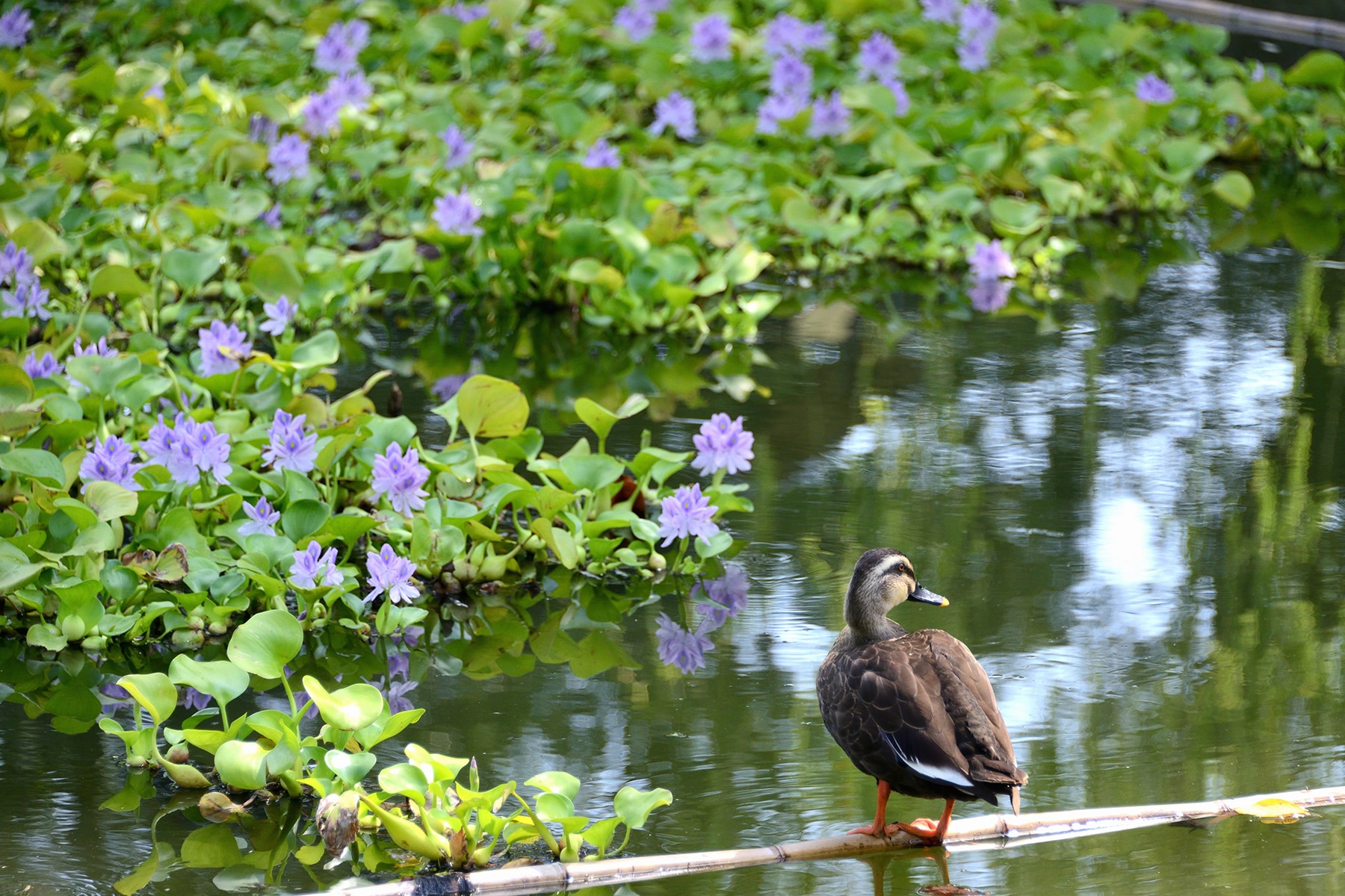 水城公園ホテイアオイ 行田市水城公園