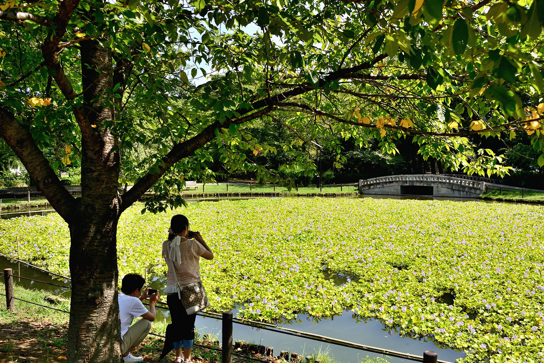 水城公園ホテイアオイ 行田市水城公園