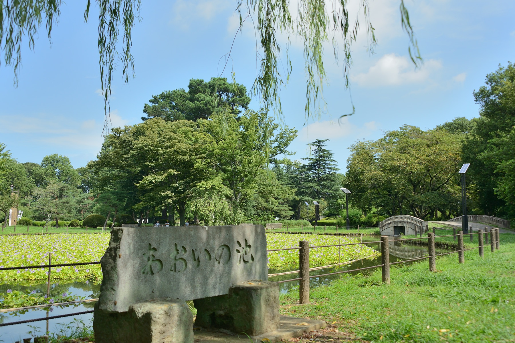 水城公園ホテイアオイ 行田市水城公園