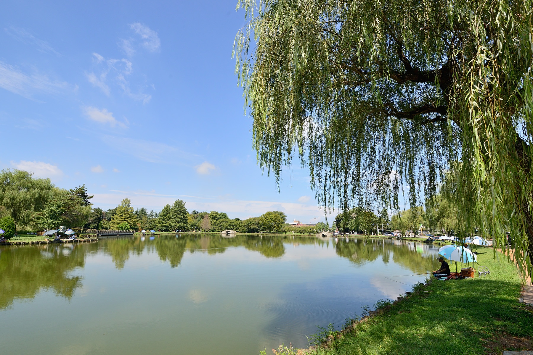 水城公園ホテイアオイ 行田市水城公園