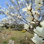 早春の花、コブシとハクモクレン 県民健康福祉村
