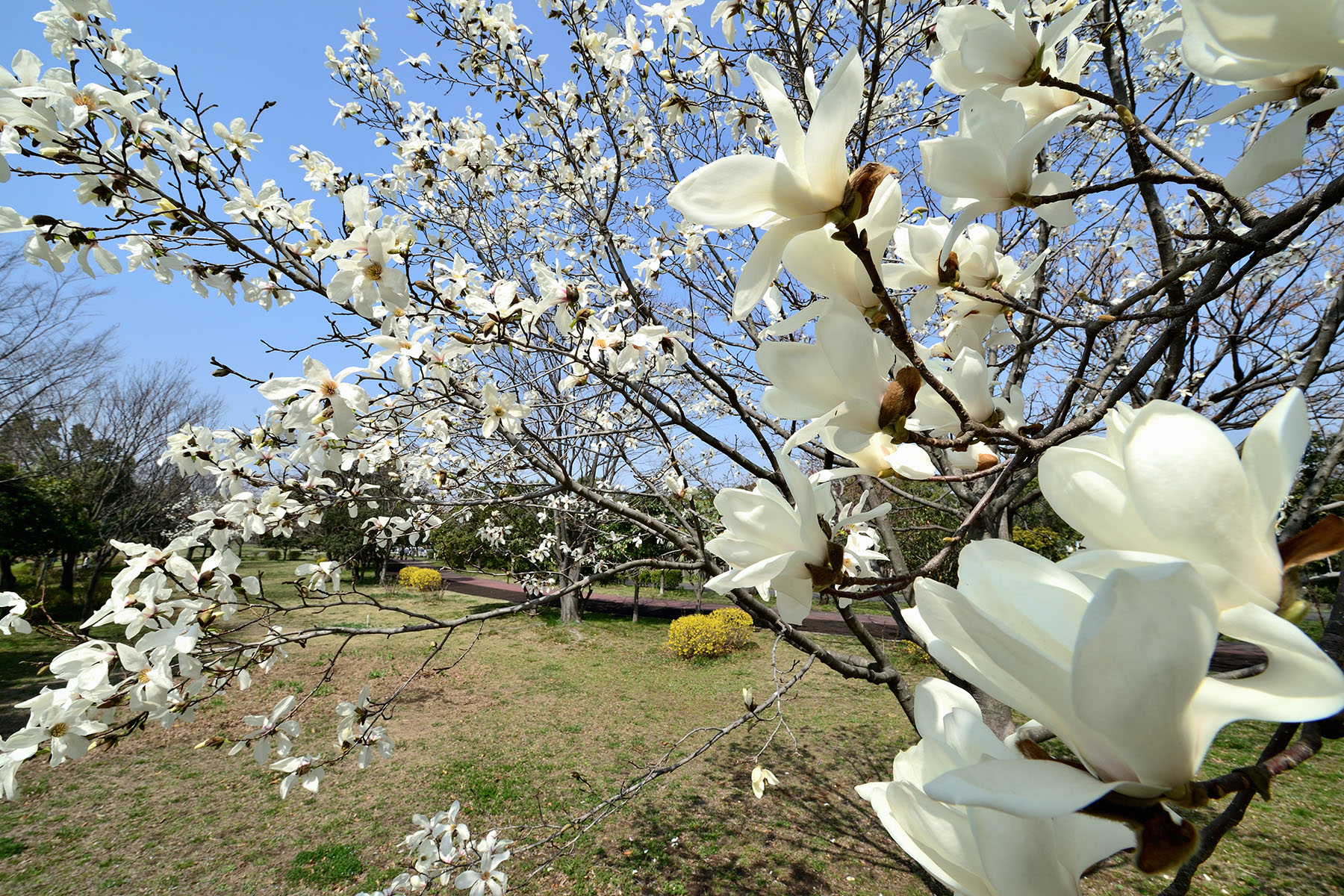 早春の花、コブシとハクモクレン 県民健康福祉村