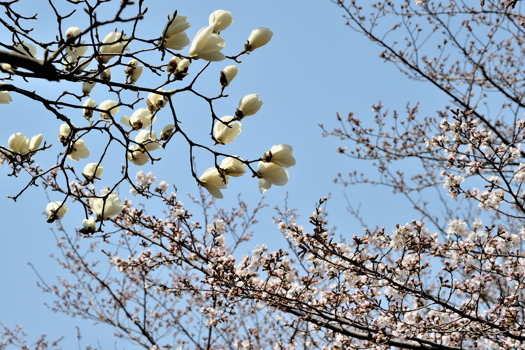 早春の花、コブシとハクモクレン 県民健康福祉村