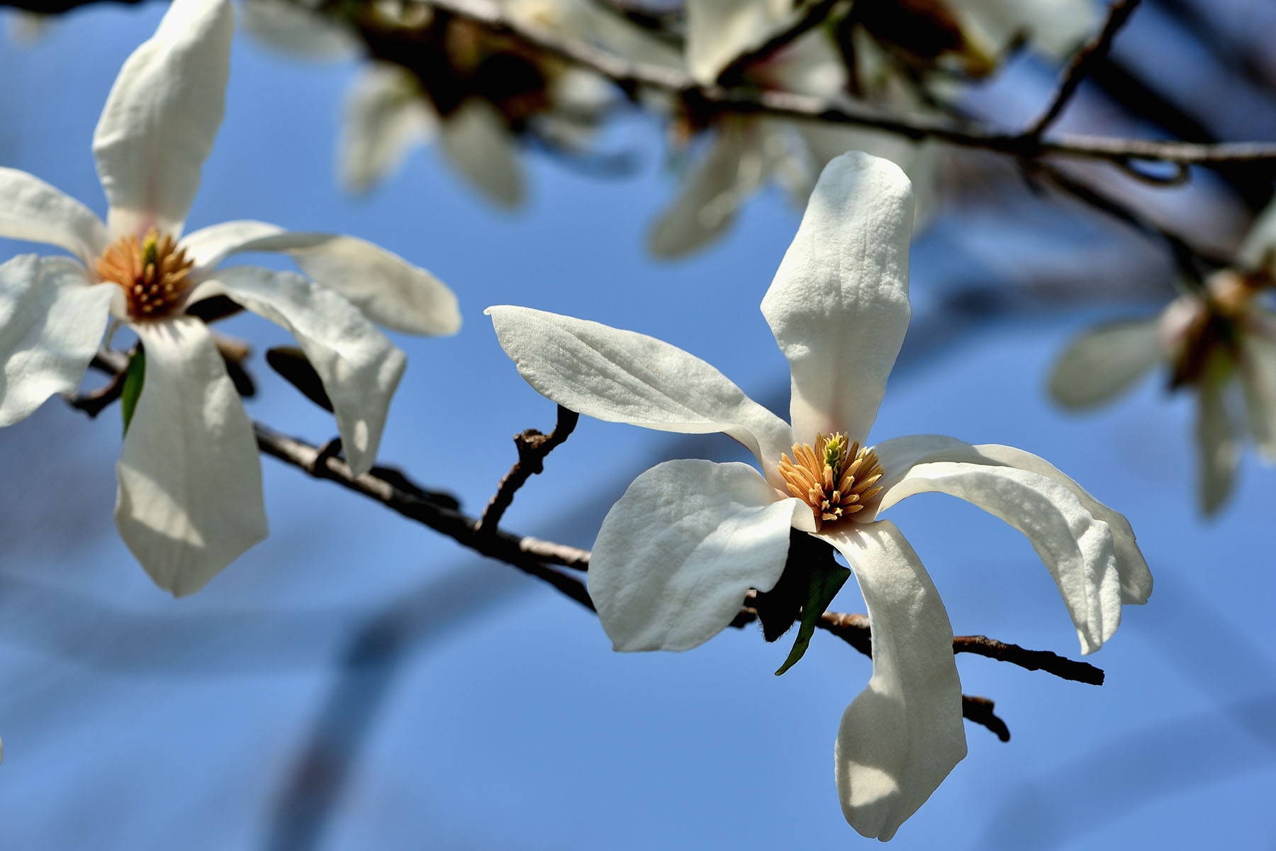 早春の花、コブシとハクモクレン 県民健康福祉村