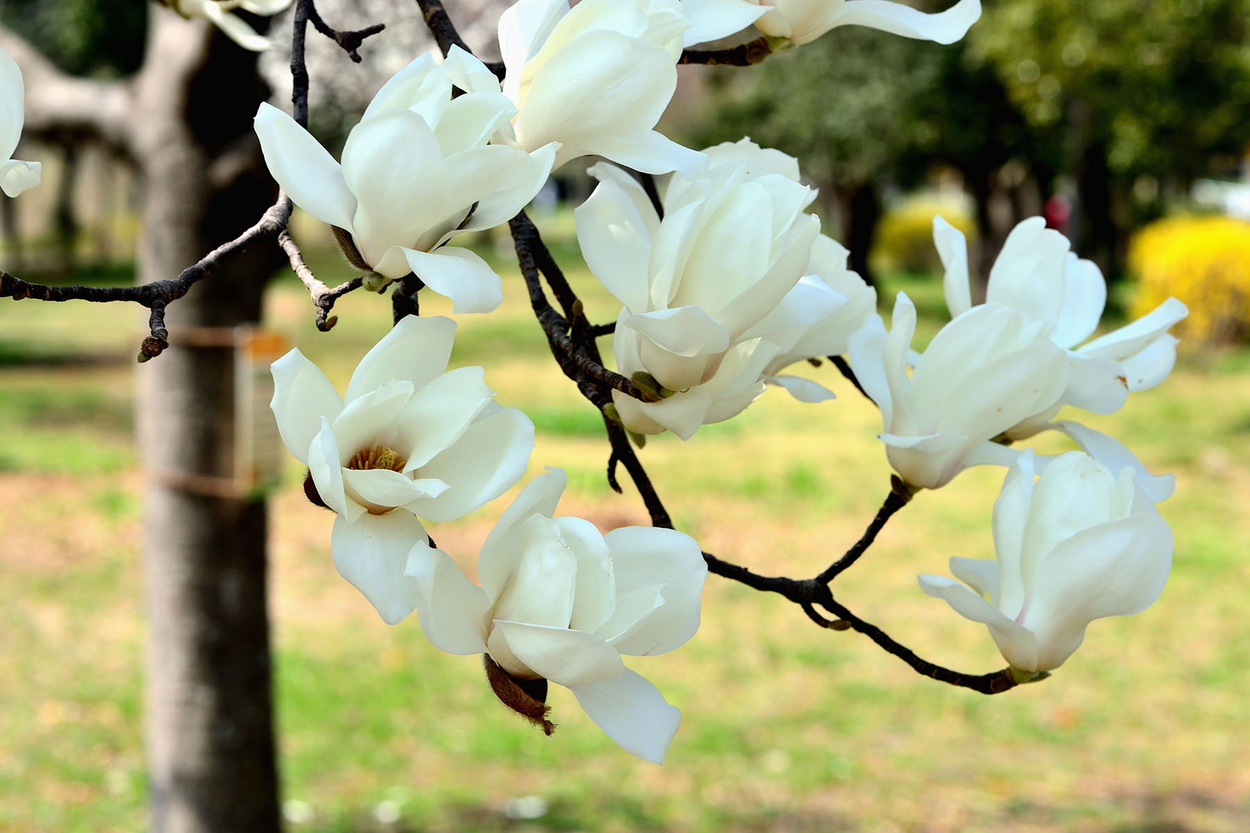 早春の花、コブシとハクモクレン 県民健康福祉村