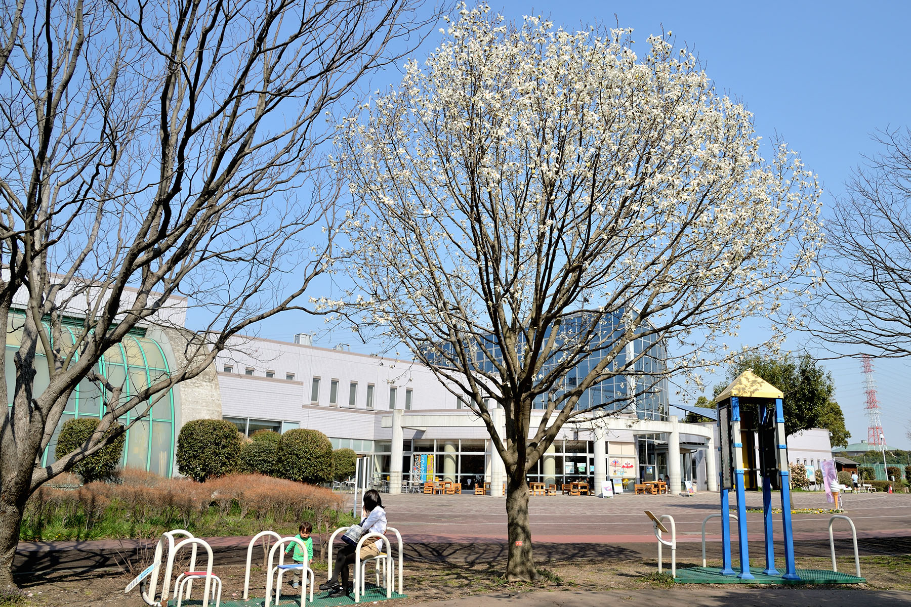 早春の花、コブシとハクモクレン 県民健康福祉村