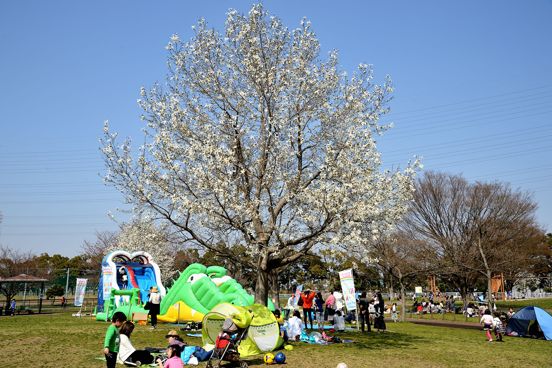 早春の花、コブシとハクモクレン 県民健康福祉村