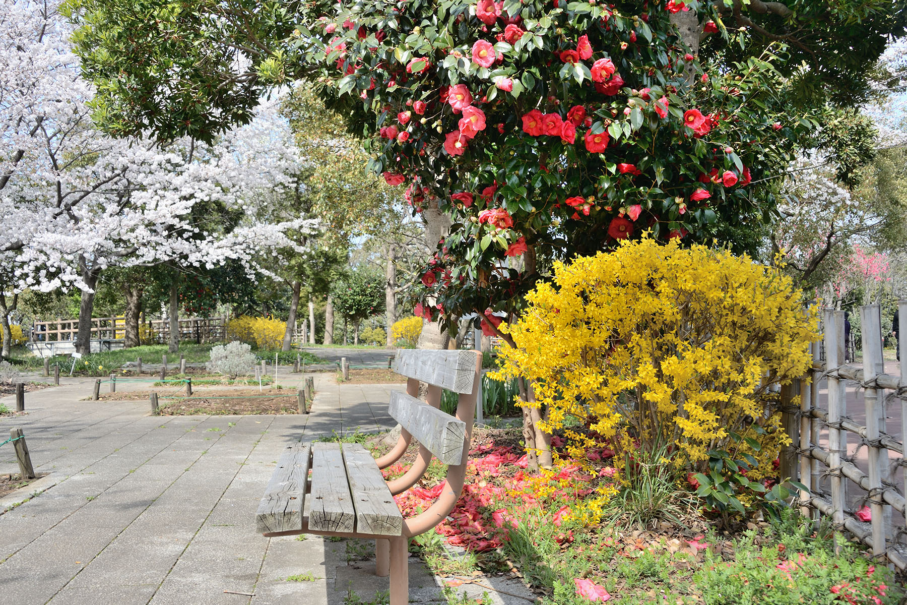 早春の花、コブシとハクモクレン 県民健康福祉村