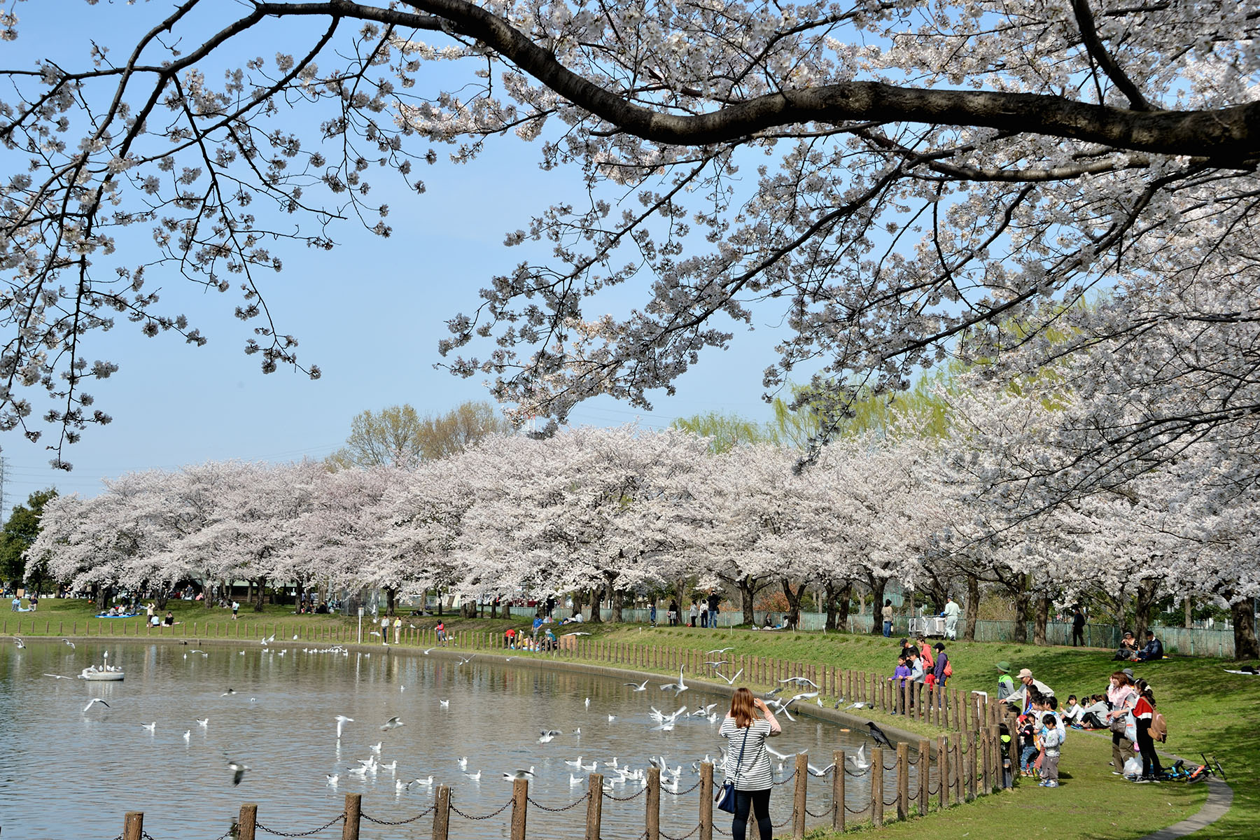 早春の花、コブシとハクモクレン 県民健康福祉村