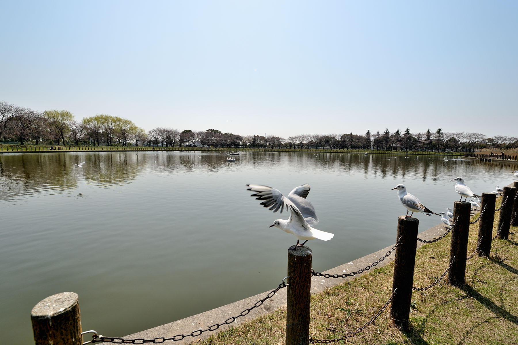 早春の花、コブシとハクモクレン 県民健康福祉村