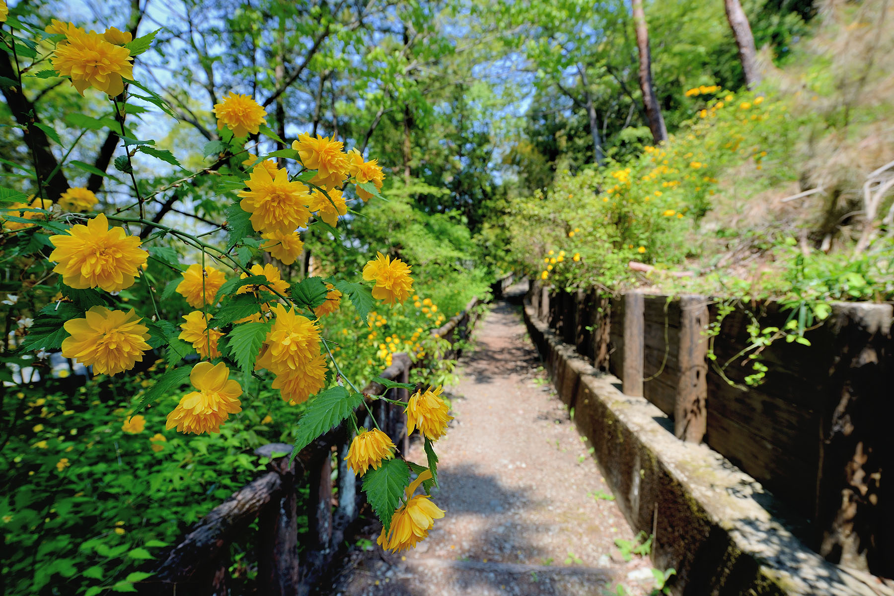 山吹の里 山吹の里歴史公園