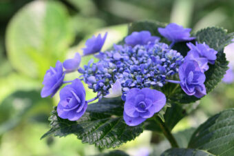 金泉寺の紫陽花