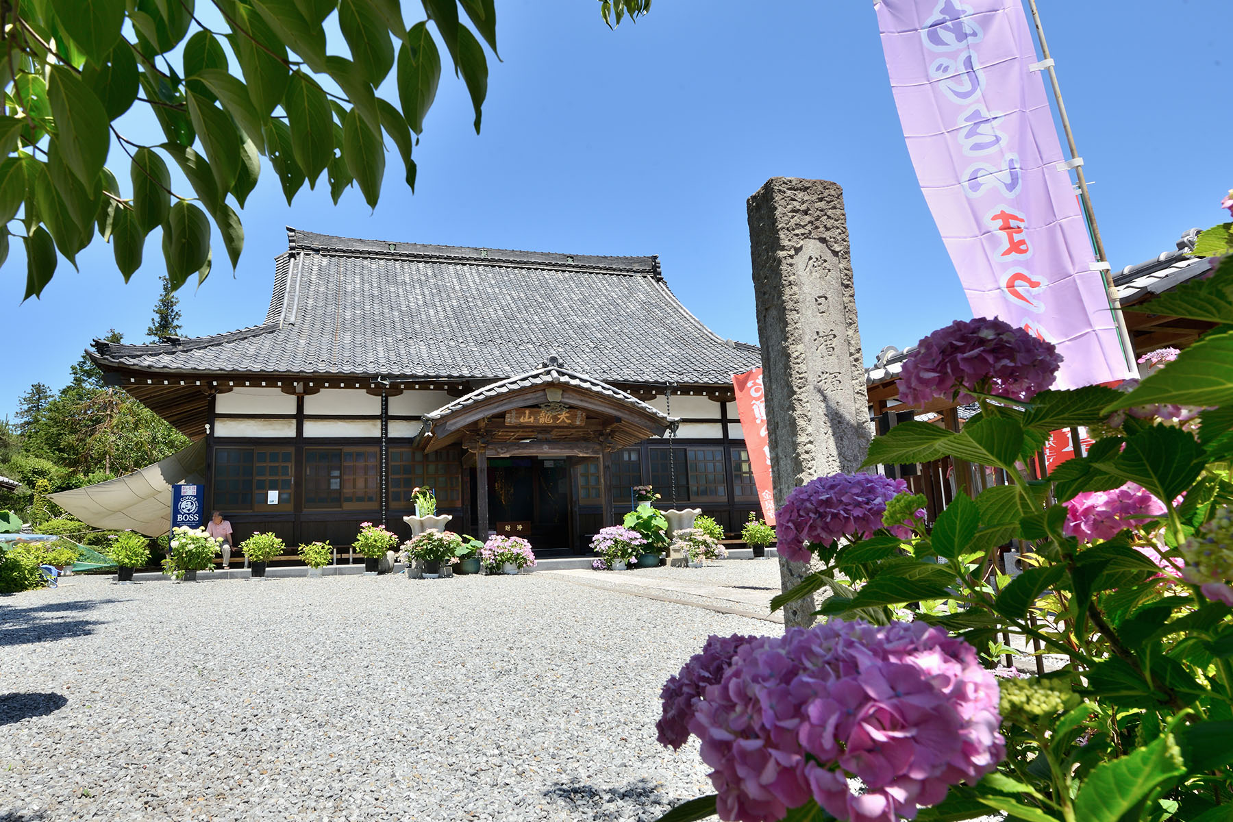 金泉寺の紫陽花（アジサイ） 大龍山 金泉寺