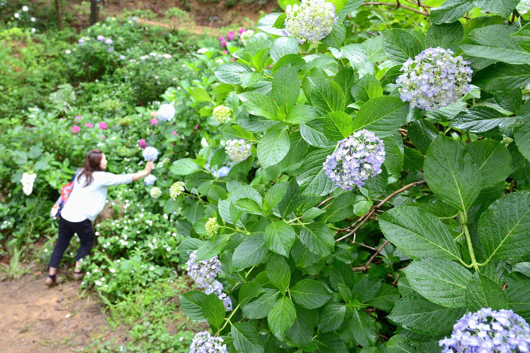 金泉寺の紫陽花（アジサイ） 大龍山 金泉寺