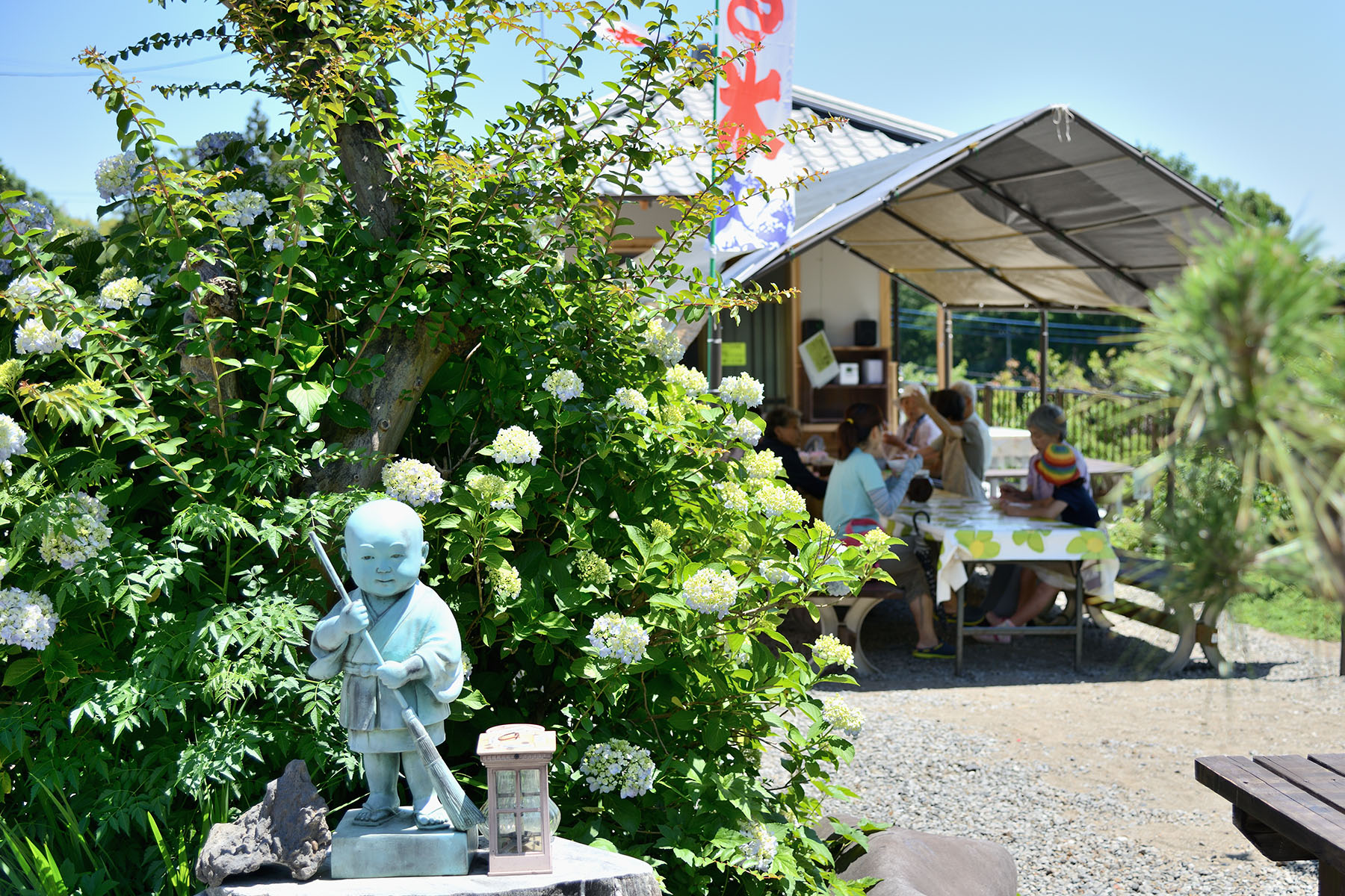 金泉寺の紫陽花（アジサイ） 大龍山 金泉寺