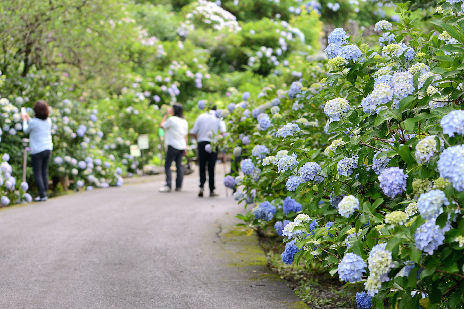 金泉寺の紫陽花（アジサイ） 大龍山 金泉寺